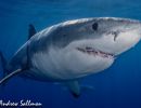 great white shark edit