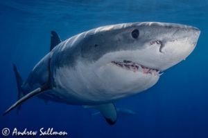 great white shark edit
