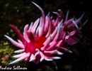 nudibranch   hopkin s rose edit