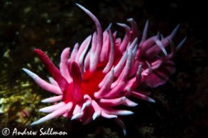 nudibranch   hopkin s rose edit